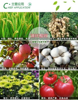 調(diào)環(huán)酸鈣生產(chǎn)廠家矮化控旺調(diào)節(jié)劑