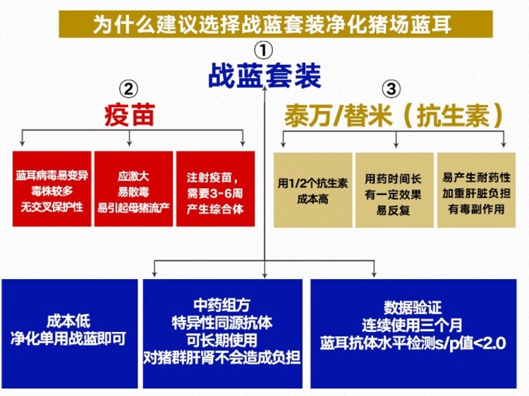 金葵花战蓝套装