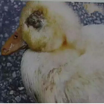 治疗浆膜炎该吃什么药鸭鹅抽搐而死是得了什么病