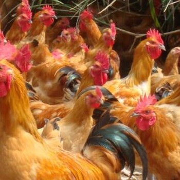 鸡得了腺肌胃炎是什么症状鸡腺肌胃炎对鸡的影响大吗