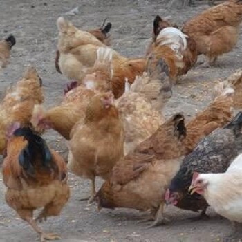 鸡得了腺肌胃炎是什么症状鸡腺肌胃炎对鸡的影响大吗