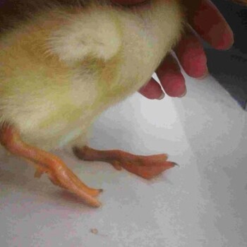 吃什么可以治疗鸭子瘫痪脚软鸭子瘸腿该怎么治疗