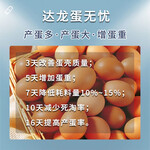 养殖场饲养蛋鸡增加产蛋率的办法增加产蛋率的蛋鸡饲养方法