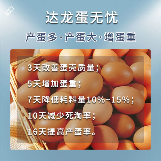 养殖场饲养蛋鸡增加产蛋量的办法增加产蛋量的蛋鸡饲养方法