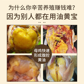 母雞怎么可以油黃毛亮母雞不長(zhǎng)黃皮是什么導(dǎo)致的