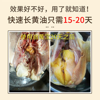 母雞怎么可以油黃毛亮母雞不長(zhǎng)黃皮是什么導(dǎo)致的