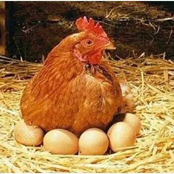 预防蛋鸡产沙壳蛋要注意什么蛋鸡产沙壳蛋要注意什么