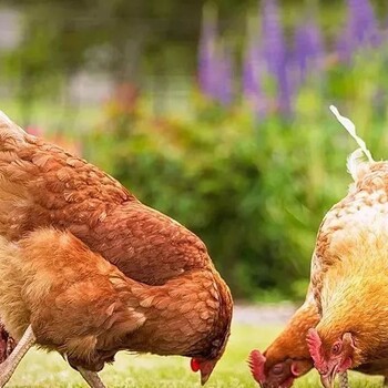 如何防止小鸡感染病毒病鸡群病毒病的来源