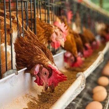 预防蛋鸡产沙壳蛋要注意什么蛋鸡产沙壳蛋要注意什么