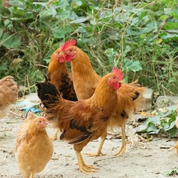 雞群吃什么不容易霉菌病什么飼料能讓雞群不霉菌病