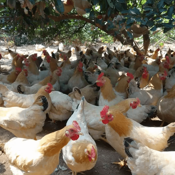 鸡群霉菌病发生的原因鸡群霉菌病要用什么药治
