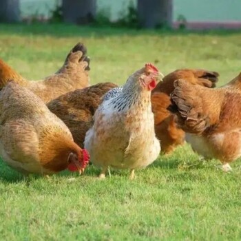 鸡感染的大肝大脾是怎么产生的鸡感染大肝大脾毒素会怎么样