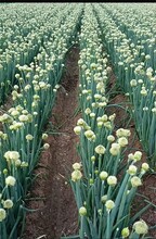 为章丘市刁镇的大葱种子产业描绘出更加美好的未来！图片