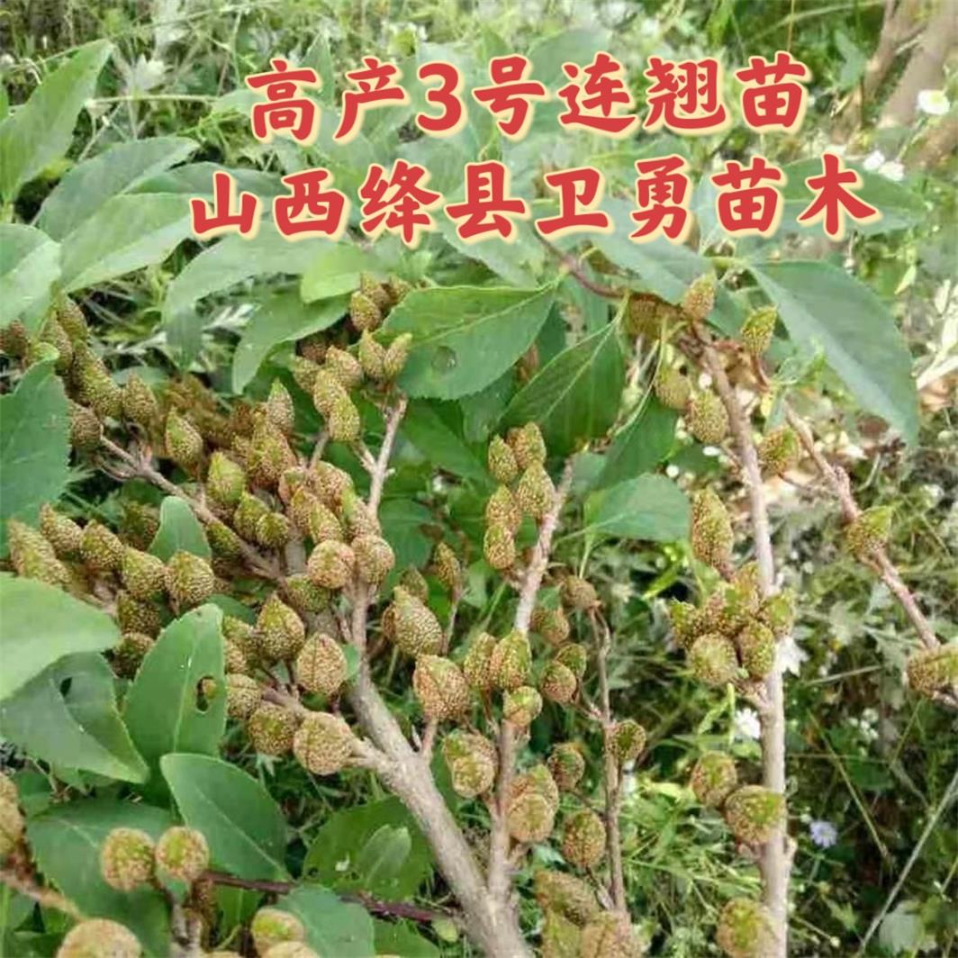 連翹苗山西.jpg