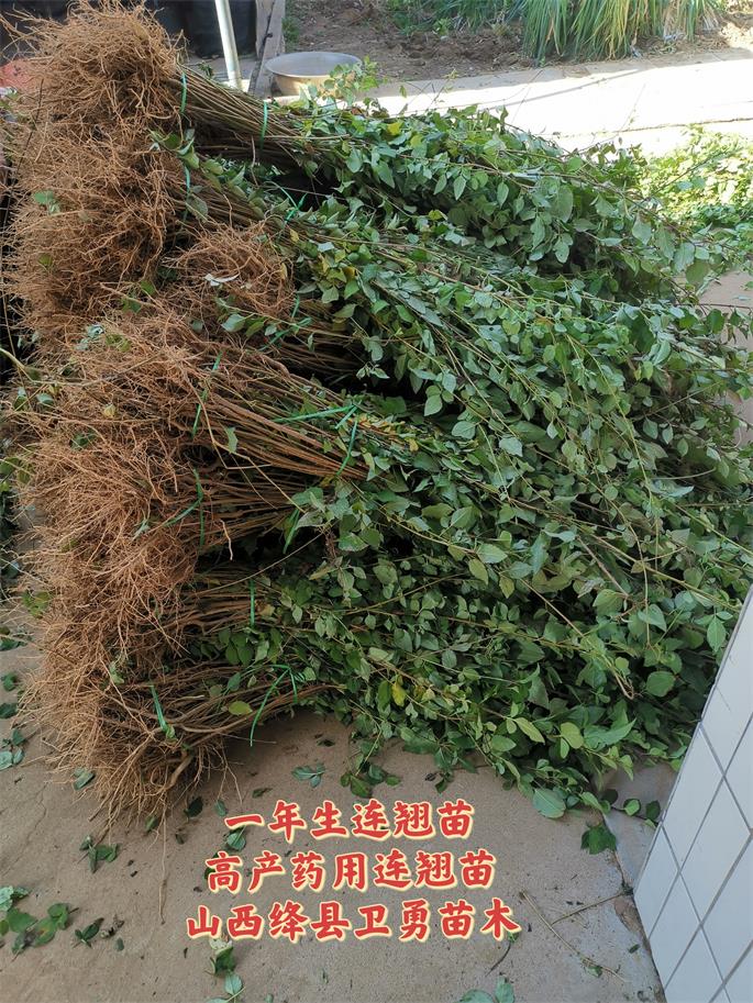 連翹苗不超想.jpg