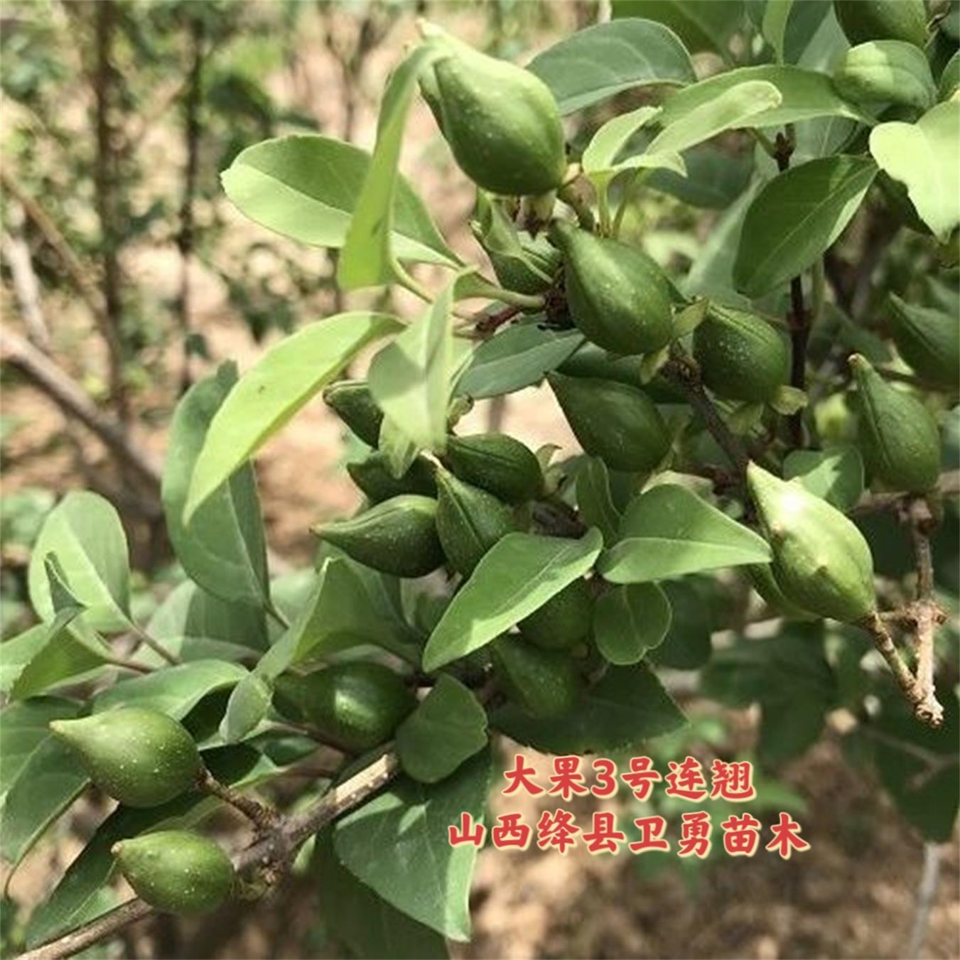 連翹苗果樹(shù).jpg