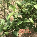 1年連翹苗當(dāng)年連翹苗一年生連翹苗1年生連翹苗種植基地