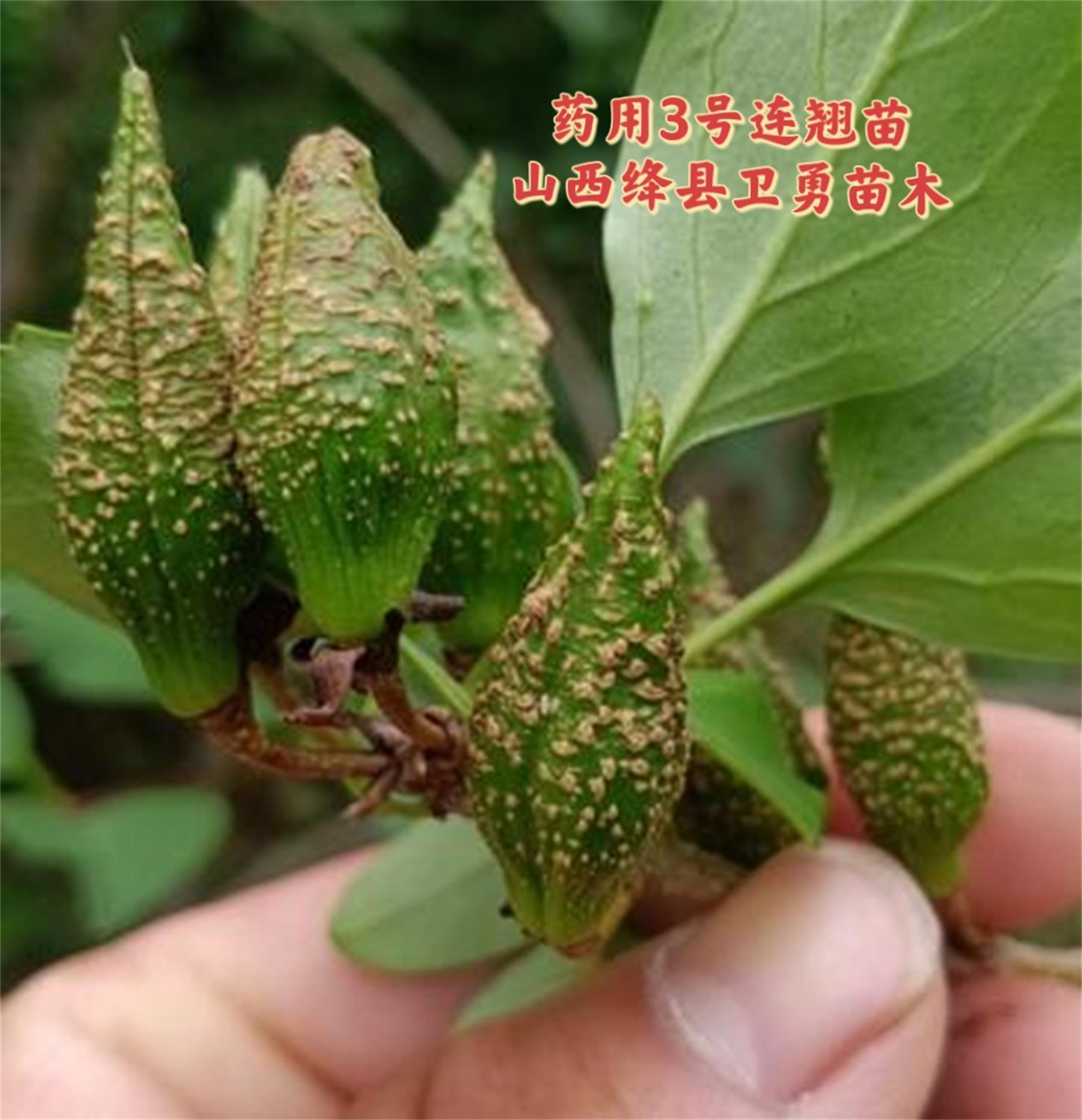 連翹苗山東.jpg