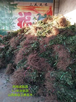 藥用連翹苗批發(fā)1年2年3年新品種連翹苗子播連翹苗種植結(jié)果早
