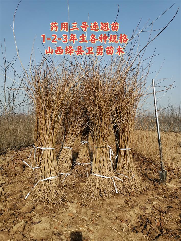 連翹苗1111.jpg
