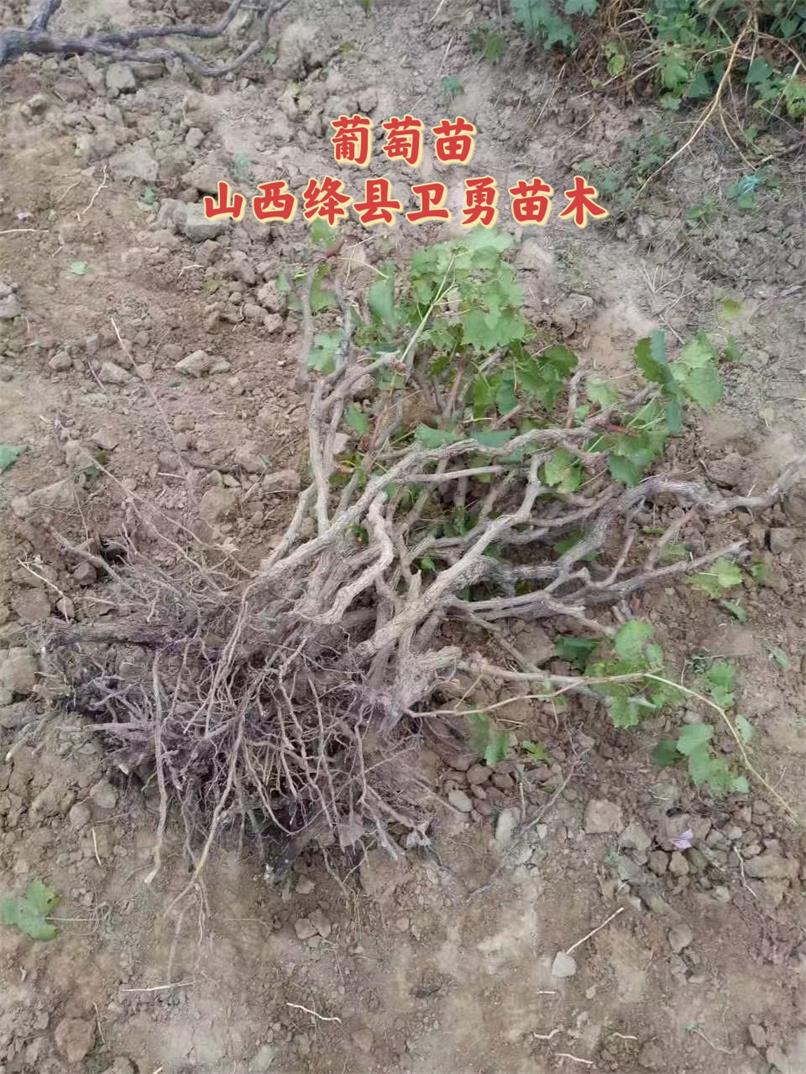 葡萄苗456.jpg
