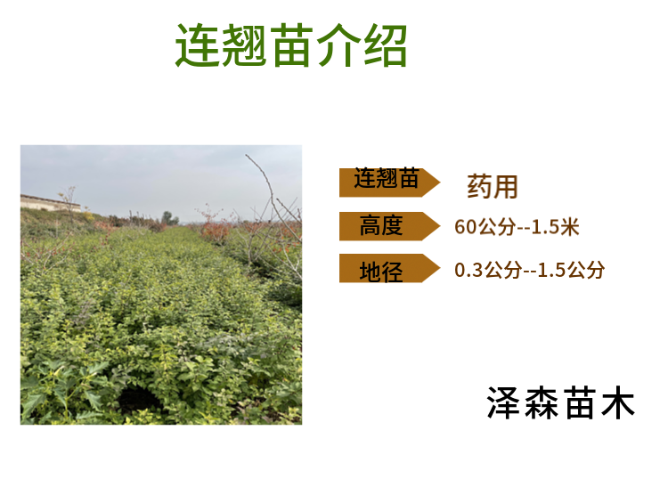 94300.png@750w_750h_90Q