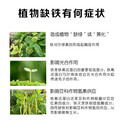 鐵肥工廠直供螯合鐵6果樹(shù)黃葉黃化花卉失綠補(bǔ)鐵