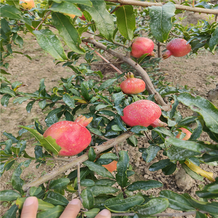 占地石榴大树红石榴树批发多少钱一颗