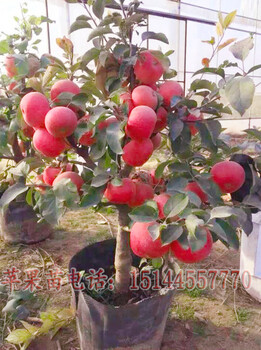 龍豐蘋果苗龍豐小蘋果苗龍豐果苗耐寒蘋果苗寒地果飄香