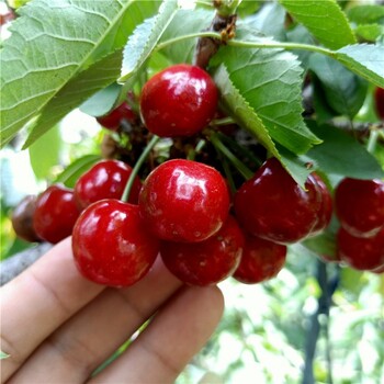 適合南方種植的大櫻桃樹苗，蜜露櫻桃苗