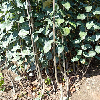 新西蘭小花蘋果苗品種介紹