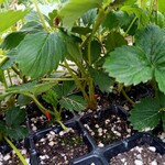 2023草莓原种苗脱毒草莓种苗基质穴盘草莓种苗