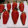 奶油草莓苗特點章姬草莓苗基地實地看圃現起現發