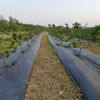 果树防草地布价格，重庆盖草布厂家重庆橘子除草布厂家