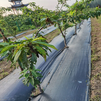 凌云县防草布厂家电话，防草布价格多少钱，黑色地布一米的价格