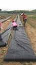 重庆盖草布厂家，柑橘园打孔防草布，除草布厂家电话