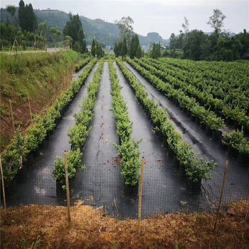 廠家防草布，四川防草布果樹除草布價格，農用防草布價格多少