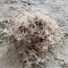 广西柳州矿山修复草纤维公路护坡喷播绿化草纤维