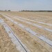 新疆石阿克苏固沙剂农田棉花防风固沙剂防风护苗沙漠治理