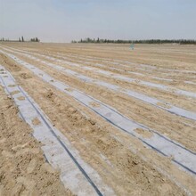 新疆石阿克蘇固沙劑農田棉花防風固沙劑防風護苗沙漠治理圖片