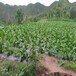 重庆保水剂土壤抗旱保水剂边坡绿化保湿山体修复