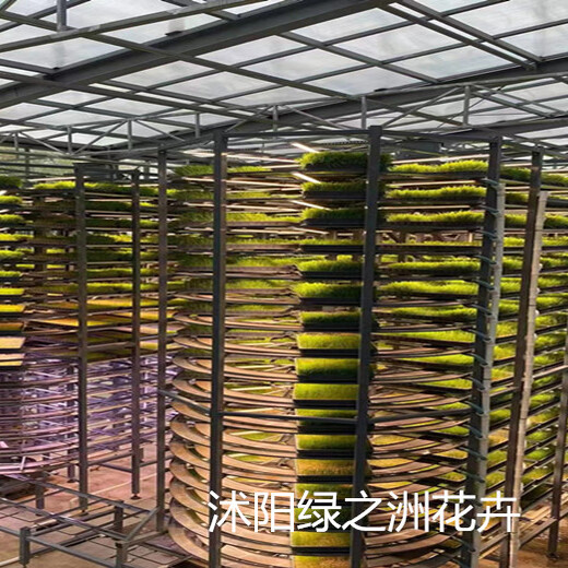 蕎麥種子批發(fā)甜蕎麥種子價(jià)格