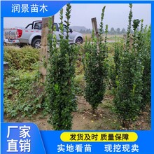 小区围墙绿篱苗四季常青耐修剪1.5米1.8米丛生北海道黄杨
