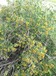 大量批发荒漠化治理白刺吉林白刺苗木种植基地30厘米高白刺苗子