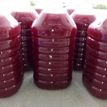 光合細(xì)菌廠家微生物光合細(xì)菌水產(chǎn)光合細(xì)菌圖片