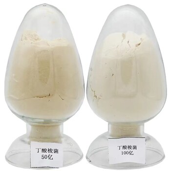 水產(chǎn)丁酸梭菌100億丁酸梭菌丁酸梭菌廠家