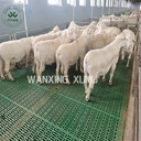 羊粪板图片牲畜塑料羊床羊羔小羊用塑料地板