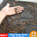 基地直批黃鱔苗鱔魚苗價格技術扶持售后無憂騰海水產