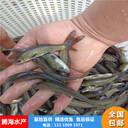 大型養(yǎng)殖基地直供鯽魚苗巨鯽魚苗中科五號鯽魚苗技術(shù)扶持