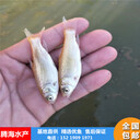 騰海水產基地直供黃金草魚苗俄羅斯金草魚，黃金鯇魚苗技術指導